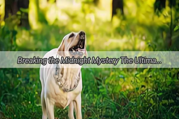 Breaking the Midnight Mystery The Ultimate Guide to Finding Your Missing Pooch